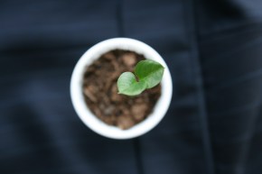 Photo by Bruno Cordioli